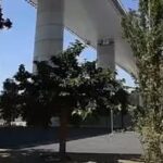 Al via le iniziative in memoria delle 43 vittime del crollo del Ponte Morandi images_1