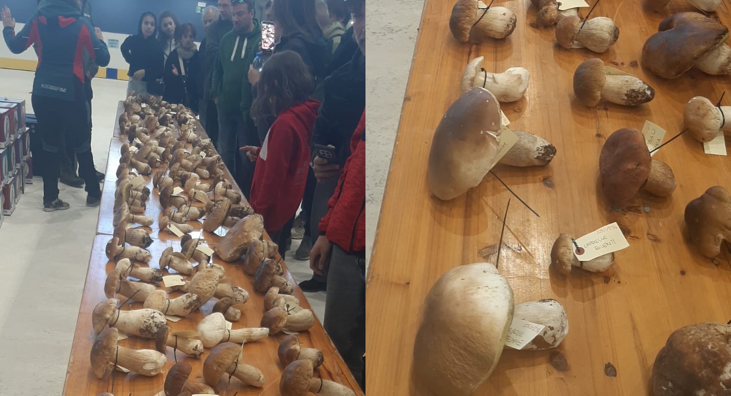 La dodicesima edizione del Campionato Mondiale del Fungo al Cerreto è stata un grande successo. 500 fungaioli, tra singoli e 45 squadre, con tante conferme e appassionati, sono tornati in Appennino per partecipare all'evento ideato da Fra Ranaldo e organizzato dal Parco Nazionale dell'Appennino Tosco Emiliano, i Briganti di Cerreto, in collaborazione con l'associazione A Passeggio nel Bosco e con la collaborazione del Comune del Ventasso.